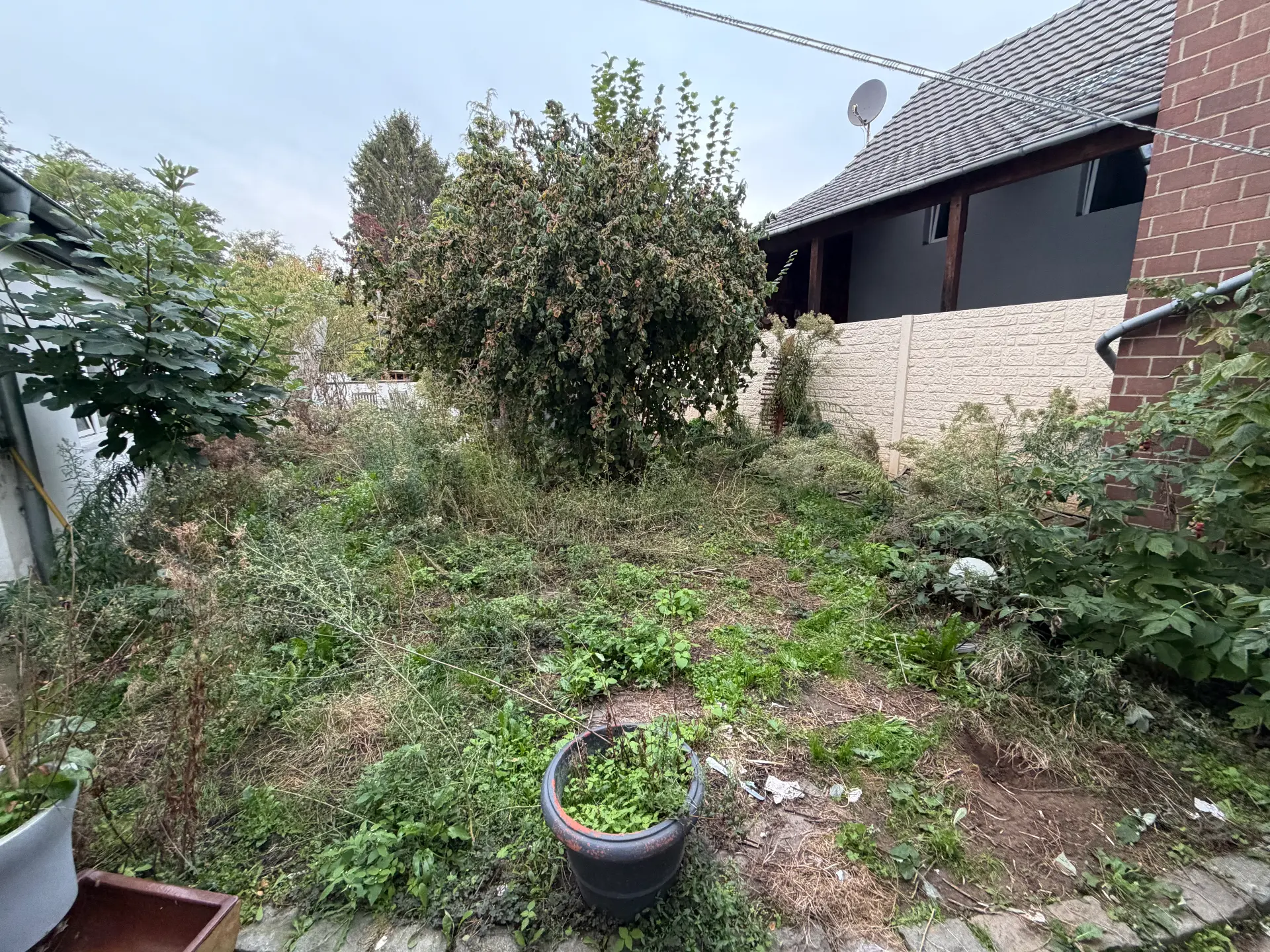 Garten freigeschnitten – vorher